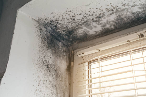 Affordable Mold Testing solutions in Red Feather Lakes, CO